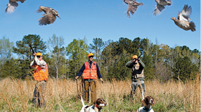 Azərbaycanda hansı vəhşi heyvan və quşlar ovlana bilər? - QAYDALAR 
