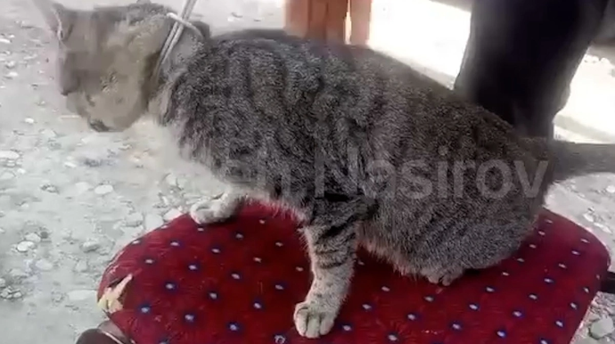 Kürdəmir sakini göyərçinlərinə hücum etdiyinə görə pişiyi asdı - VİDEO