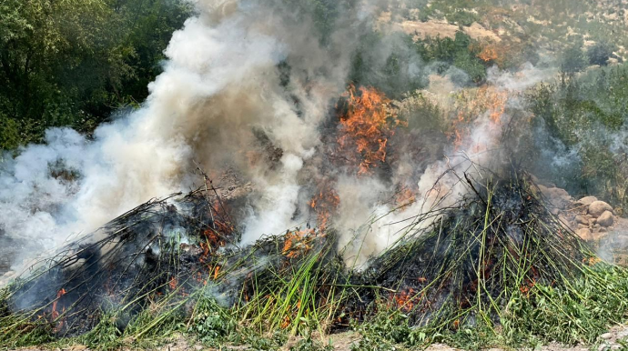 Daşaltıda 7 tondan artıq çətən kolu məhv edilib