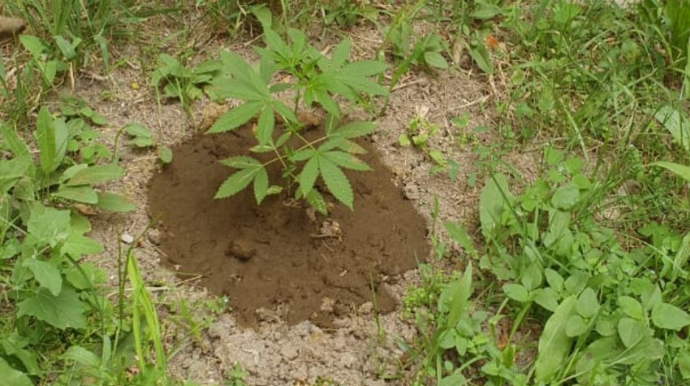 Saatlıda kultivasiya yolu ilə yetişdirilən 7 ədəd çətənə kolu aşkar edilib  - FOTO