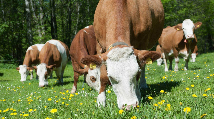 Cəlilabadda elektrik dirəkləri aşdı, iribuynuzlu heyvanlar tələf oldu 