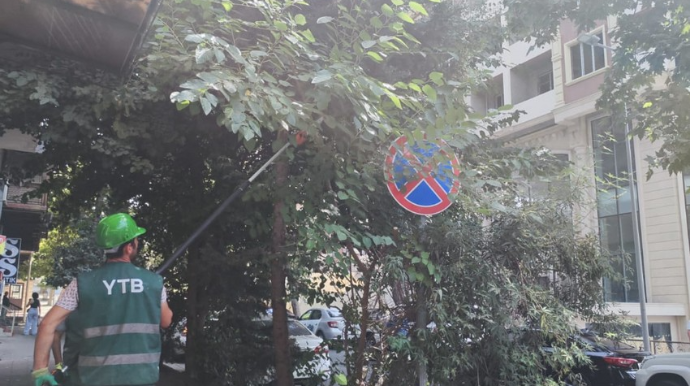 Təsərrüfat Birliyi:  Yol hərəkət nişanlarının görünməsinə mane olan ağaclar budanır - FOTO