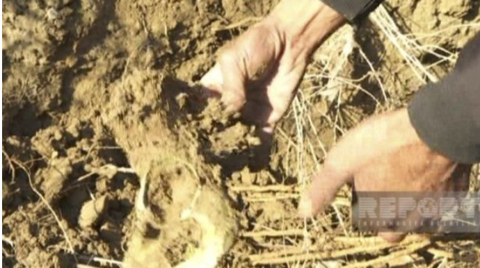 Hacıqabulda insan sümükləri tapıldı  - FOTO