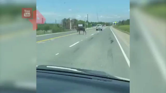 Maral magistral yolda nəqliyyatın hərəkətini iflic etdi   - VİDEO