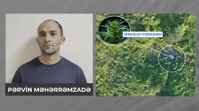 Polis çətənə kolları və 8 kiloqram marixuana aşkarladı - FOTO - VİDEO