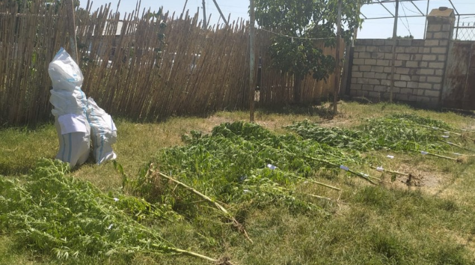 Bərdədə çətənə bitkisinin kultivasiyası ilə məşğul olan şəxs saxlanılıb