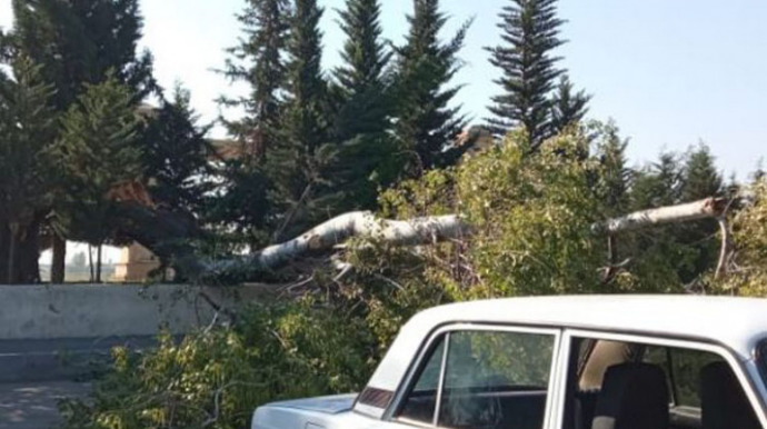 Mingəçevirdə qovaq ağacı aşaraq maşının üzərinə düşüb   - FOTO