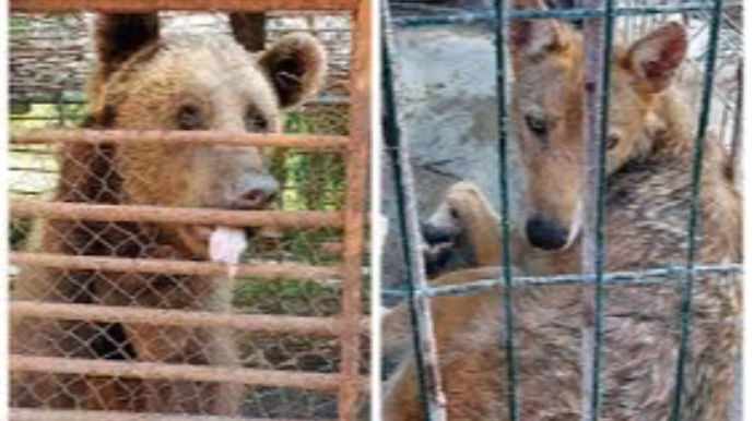 Azərbaycanda restoranda vəhşi heyvanlar saxlayan sahibkardan AÇIQLAMA   - FOTO - VİDEO