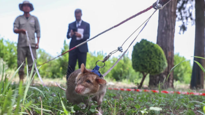 Minaaxtaran siçovullar Azərbaycana gətirilib - VİDEO