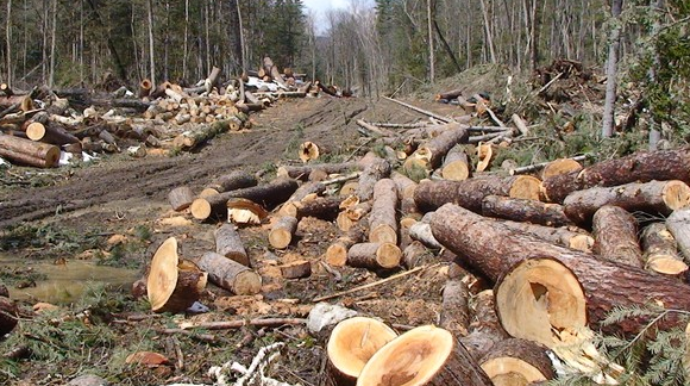 Meşə fonduna ziyan vuran şəxs cəzalanıb