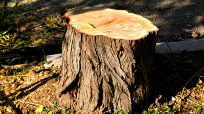 Biləcəridə ağaclar kütləvi şəkildə niyə qırılır? - AÇIQLAMA 