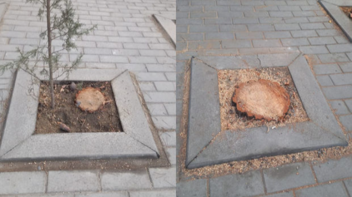 В Баку вырубили деревья  - ФОТО
