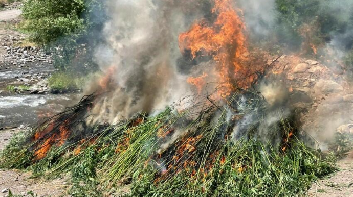 Daşkəsəndə 634 kq çətənə məhv edildi