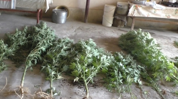 Şəmkirdə narkotik yetişdirən qadın saxlanılıb  - FOTO