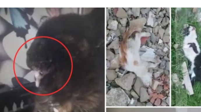 Bakıda dəhşət: Pişiklər işgəncə ilə öldürüldü - VİDEO 