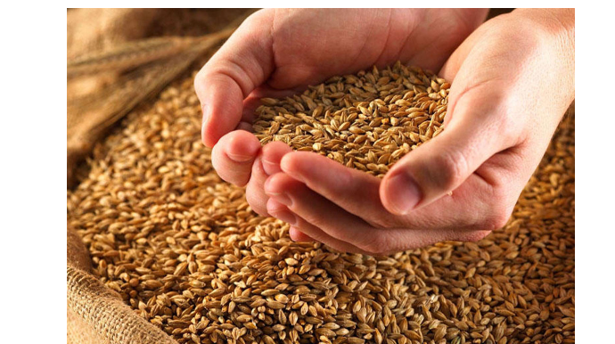 Dənli bitkilərin ölkədən çıxarılması məhdudlaşdırılıb 