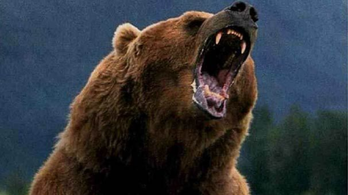 Meşə yanğınını söndürməyə çalışan şəxsə ayı hücum etdi