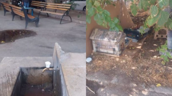 Bakıda kişi pişiyin boğazına spirt töküb öldürür - İDDİA