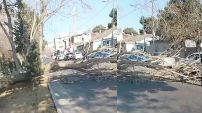 В Баку на автомобиль упало большое дерево  - ВИДЕО