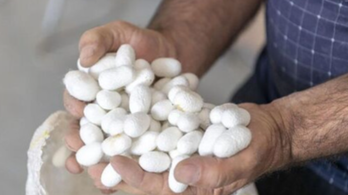 Barama artıq böyük gəlir gətirir - qutusu 600 manata satılır - VİDEO