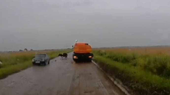 Sürətlə gələn avtomobil yolu keçən inəyi vurdu  - VİDEO