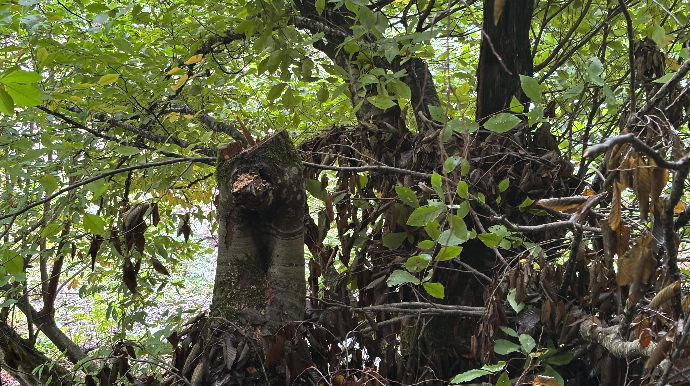 Oğuzda ağac kəsiminə görə cinayət işi başlanıldı 