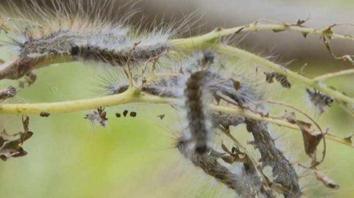 "Qurdlar artıq binadan-binaya yayılırlar" - Sakinlərdən növbəti ŞİKAYƏT - VİDEO