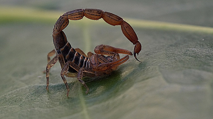 Goranboy sakinini əqrəb sancıb