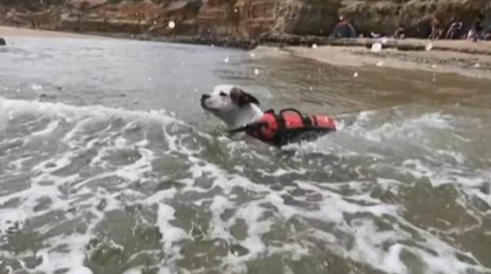 Собака в последний момент спасла тонущего в реке мальчика   - ВИДЕО