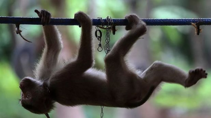 Meymunlar evə hücum etdi: Ana və dörd uşağı öldü 