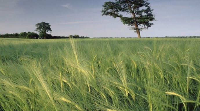 Sabah güclü külək əsəcək - XƏBƏRDARLIQ  