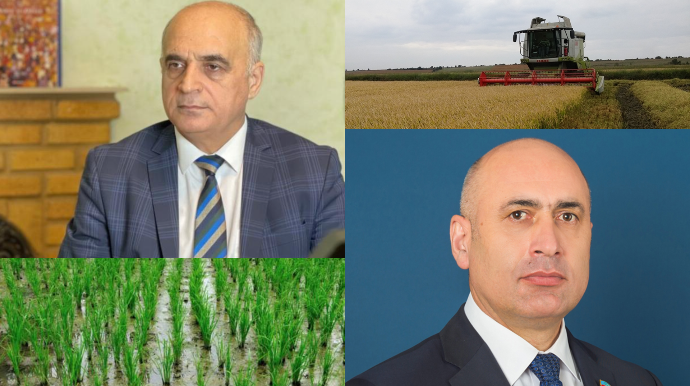 Azərbaycan daxili düyü tələbatını niyə hələ də idxal hesabına ödəyir? – EKSPERT AÇIQLADI - FOTO