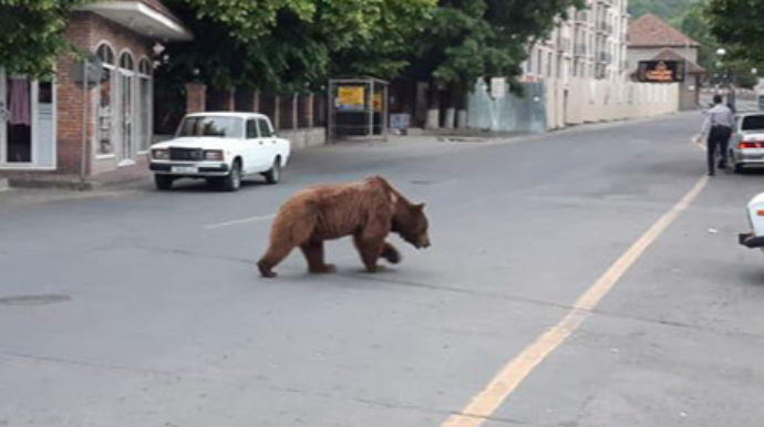 Şəhərdə dolaşan ayı ilə bağlı daha bir AÇIQLAMA