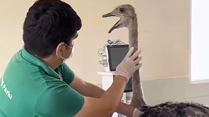 Sumqayıtda 2 dəvəquşu və 13 tutuquşu xilas edildi - VİDEO