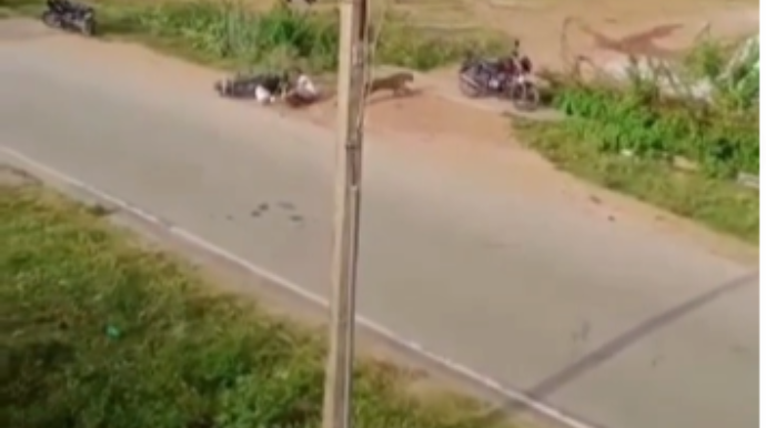 Leopard motosikletçiyə hücum etdi: ölümdən döndü  - VİDEO