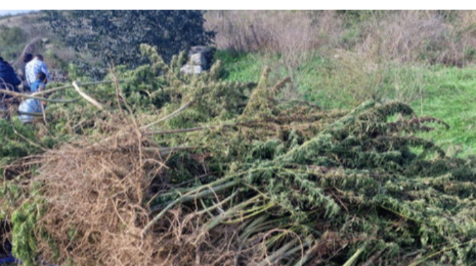 Ağdamın Sırxavənd kəndində separatçıların narkotik plantasiyası aşkarlanıb - FOTO 