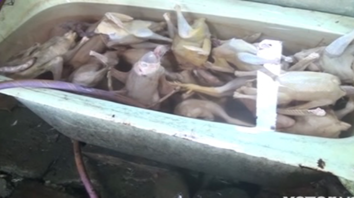 Bağça binasında toyuq kəsimi ilə məşğul olurlar - FOTO - VİDEO