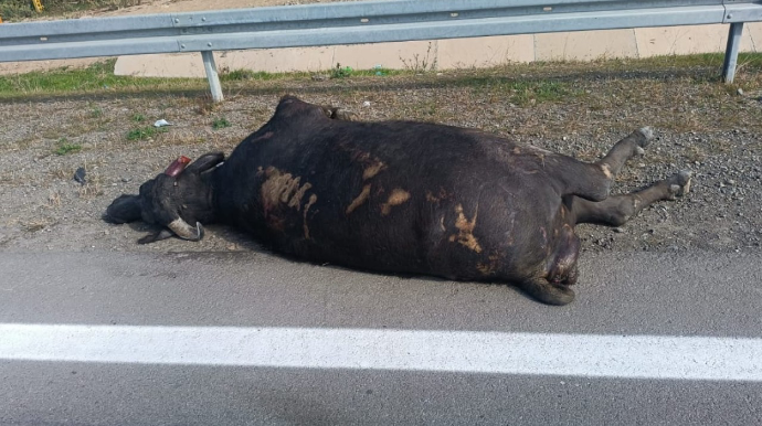 Yük maşını iribuynuzlu mal-qaranı vurdu 