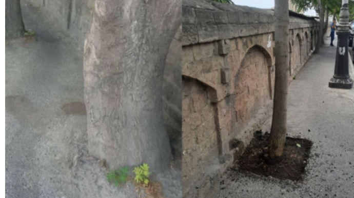 “Asfalt zindan”a salınan ağaclar azadlığa qovuşdu - FOTO