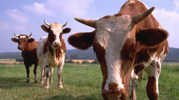 Beyləqanda inək oğruları tutuldu - FOTO