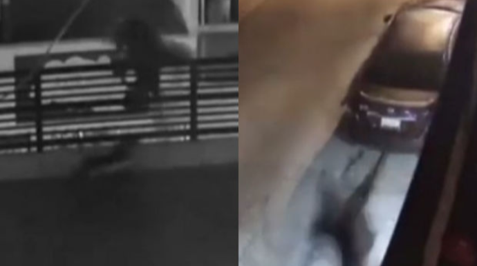 Evə oğurluğa girən kişini itlər qarşıladı:  Damdan tullanmaq məcburiyyətdə qaldı - VİDEO 