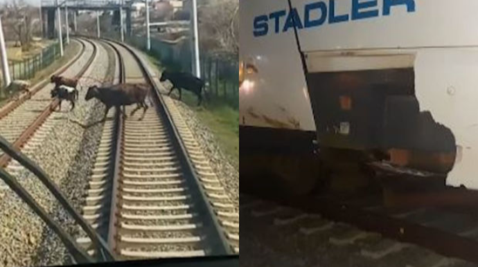 “Azərbaycan Dəmir Yolları” QSC mal-qara saxlayanlara MÜRACİƏT ETDİ - VİDEO