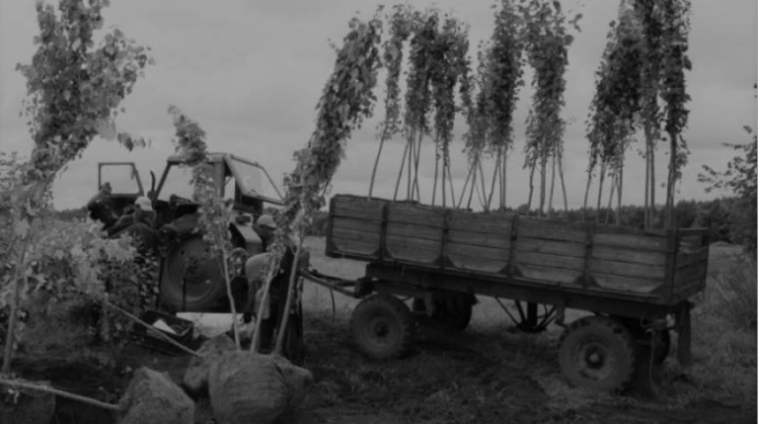 Azərbaycan SSR-dən miras qalmış qovaq problemi - FOTO