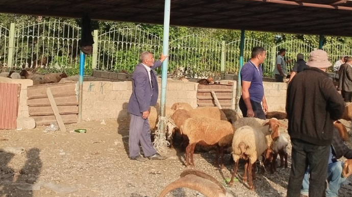 Şamaxı və Göyçay heyvan satışı bazarları açıldı - FOTO