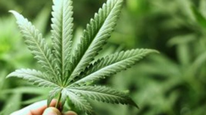 В Газахском районе за выращивание конопли задержана женщина