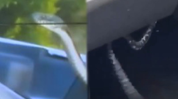 Bakının bu ərazisində ilanlar peyda olub - VİDEO 