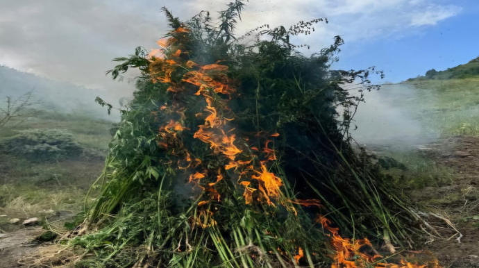 Ağdamda 2 ton yabanı çətənə bitkisi məhv edildi