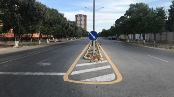 Sumqayıtda sərt karantin rejiminin ikinci günü - FOTO/VİDEO 