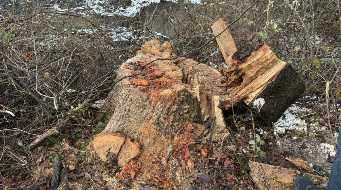Oğuzda ağac kəsilməsinə görə cinayət işi başlanıb