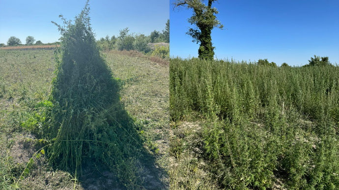 Oğuzda 4,5 ton çətənə kolu məhv edildi - FOTO